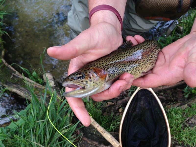 Fly Fishing Missouri Rainbow Trout from Montauk State Park